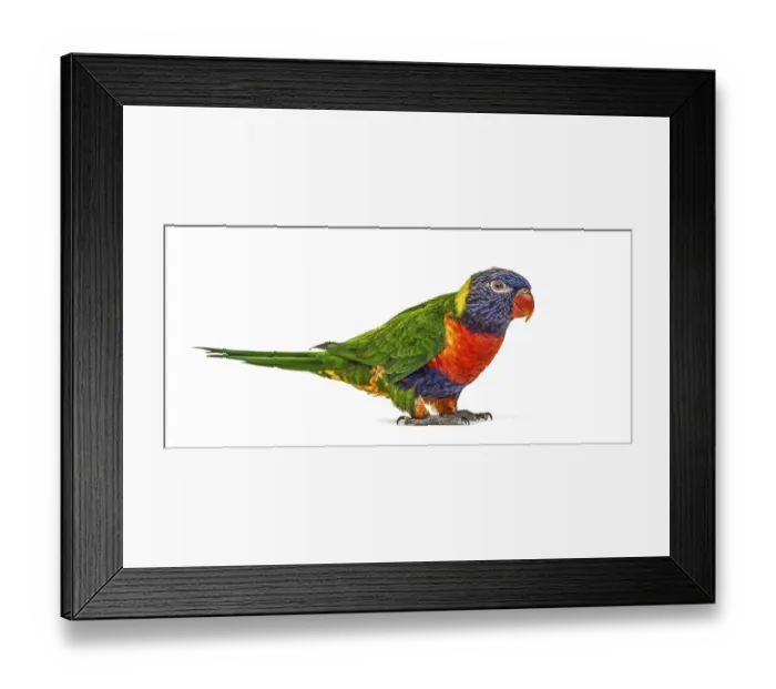 Framed Print : Rainbow Lorikeet, Trichoglossus moluccanus