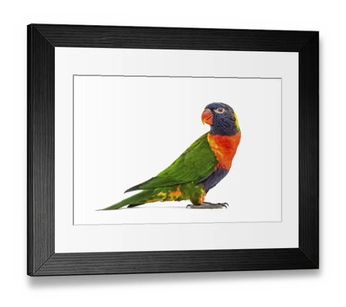 Framed Print : Side view of a Rainbow Lorikeet