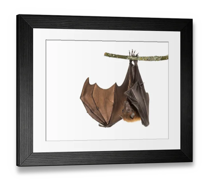 Framed Print : Lyle's flying fox hanging from a branch