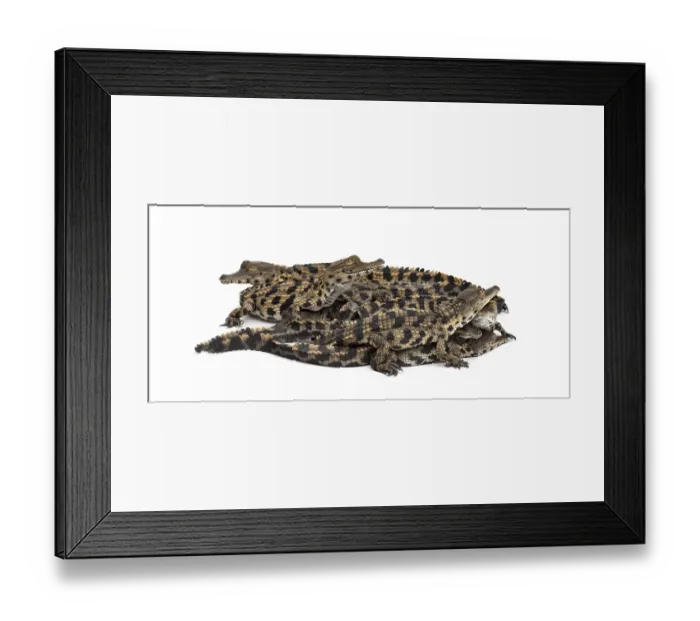 Framed Print : Group of Young West African slender-snouted crocodile Framed Print : Group of Young West African slender-snouted crocodile