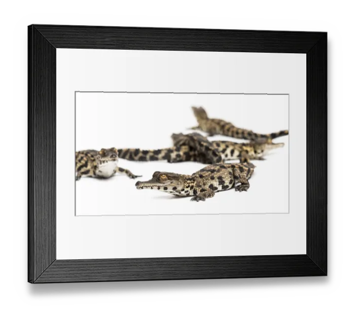 Framed Print : Group of Young West African slender-snouted crocodile Framed Print : Group of Young West African slender-snouted crocodile