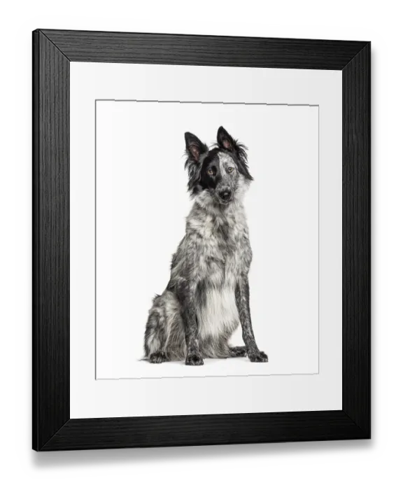 Framed Print : Black and white crossbreed dog Framed Print : Black and white crossbreed dog