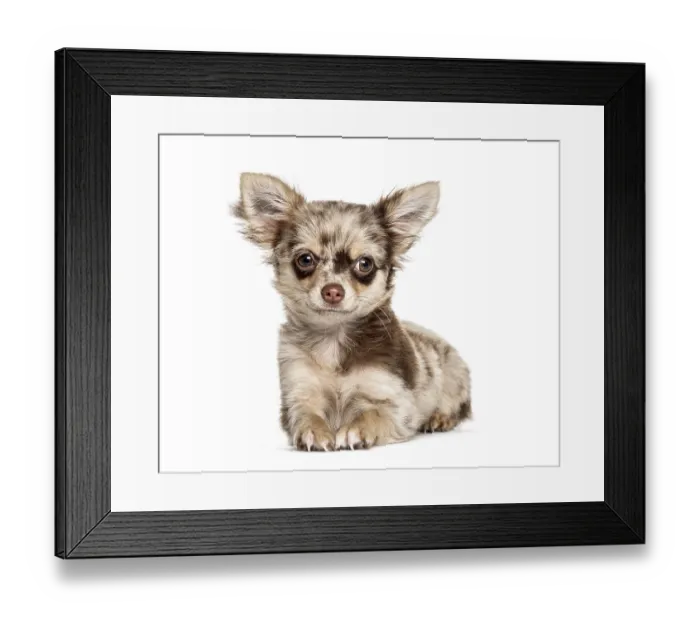 Framed Print : Lying down Chihuahua, isolated on white