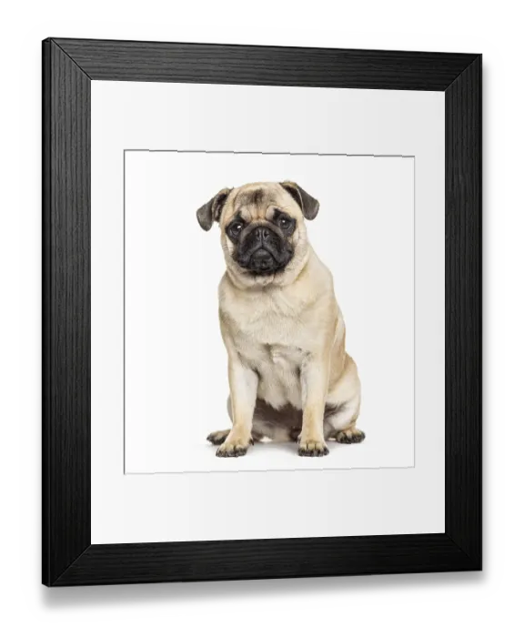 Framed Print : Sitting Pug, isolated on white Framed Print : Sitting Pug, isolated on white