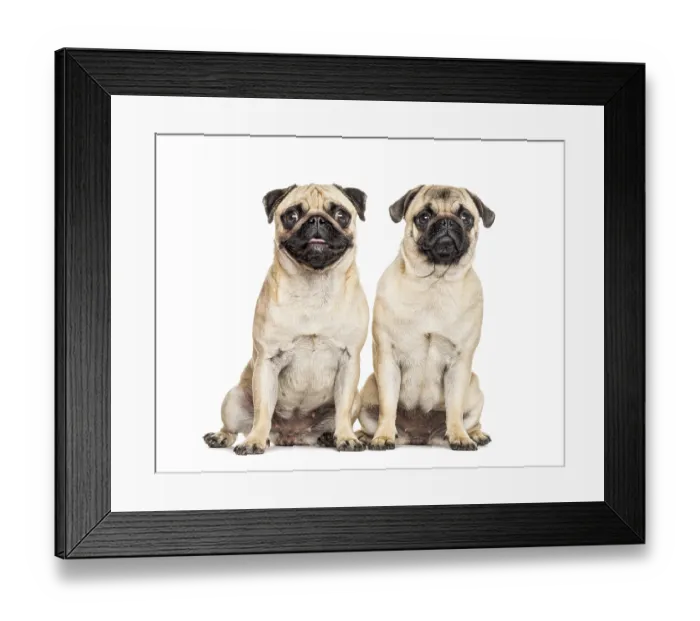 Framed Print : Two Pugs sitting together, dog, isolated on white Framed Print : Two Pugs sitting together, dog, isolated on white