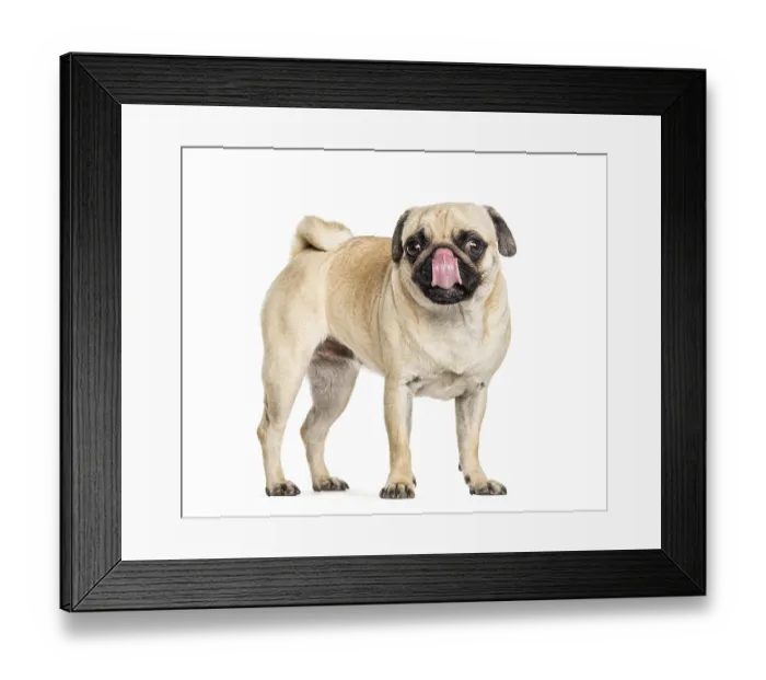 Framed Print : Pug licking himself, isolated on white
