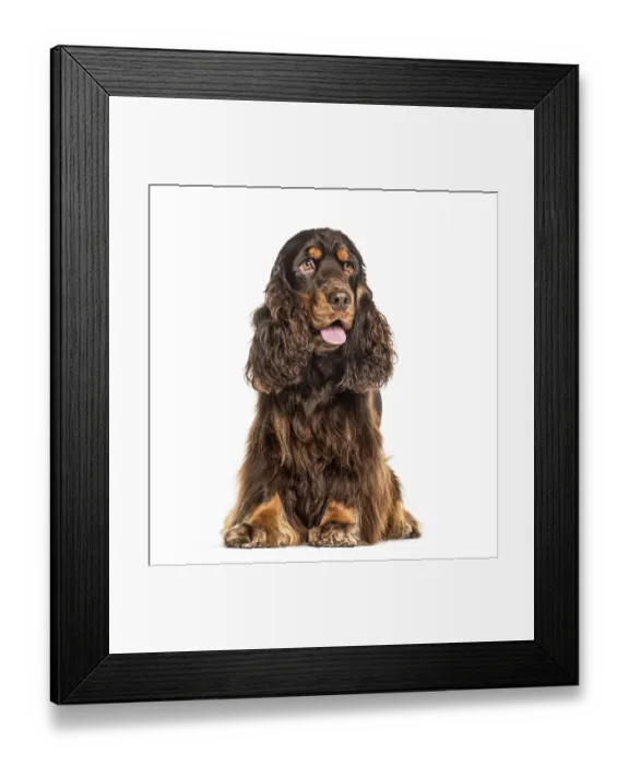 Framed Print : English Cocker Spaniel dog panting