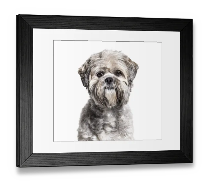 Framed Print : Headshot of a black and white groomed Lhasa Apso Framed Print : Headshot of a black and white groomed Lhasa Apso