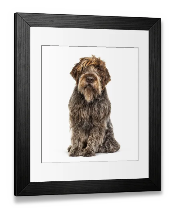 Framed Print : Korthals Griffon dog, isolated on white Framed Print : Korthals Griffon dog, isolated on white
