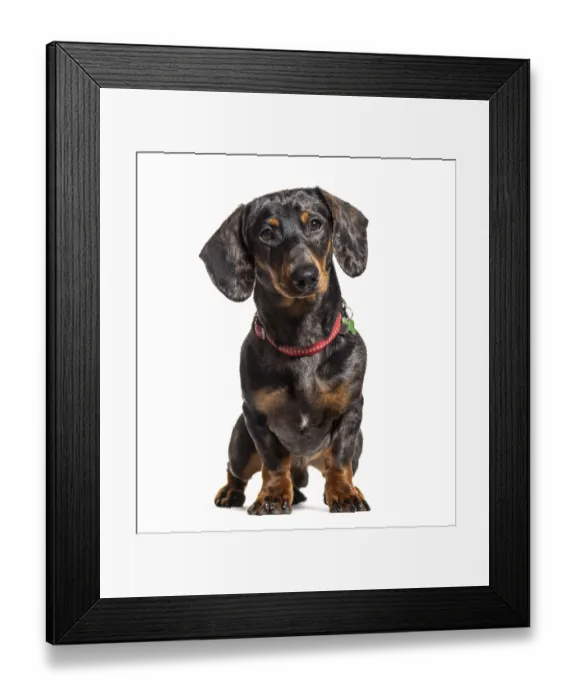 Framed Print : Dachshund wearing a collar, isolated on white
