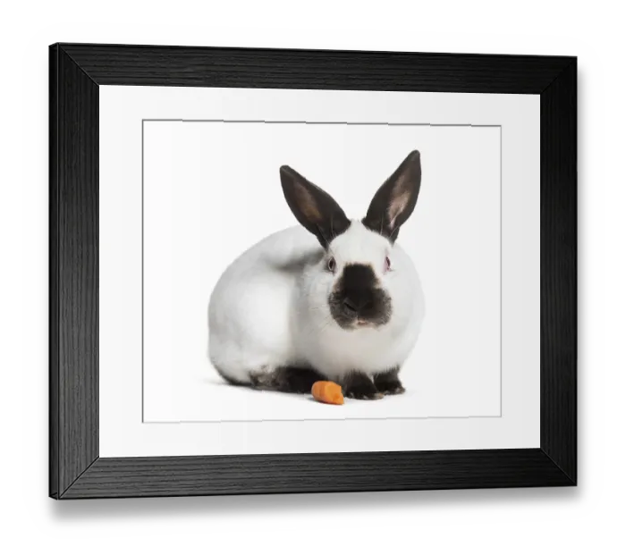 Framed Print : Russian rabbit sitting against white background Framed Print : Russian rabbit sitting against white background