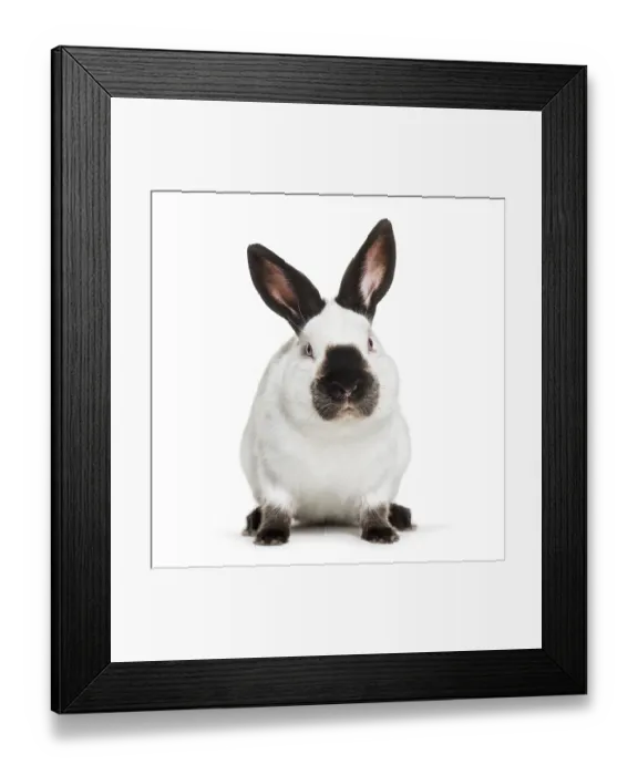 Framed Print : Russian rabbit sitting against white background