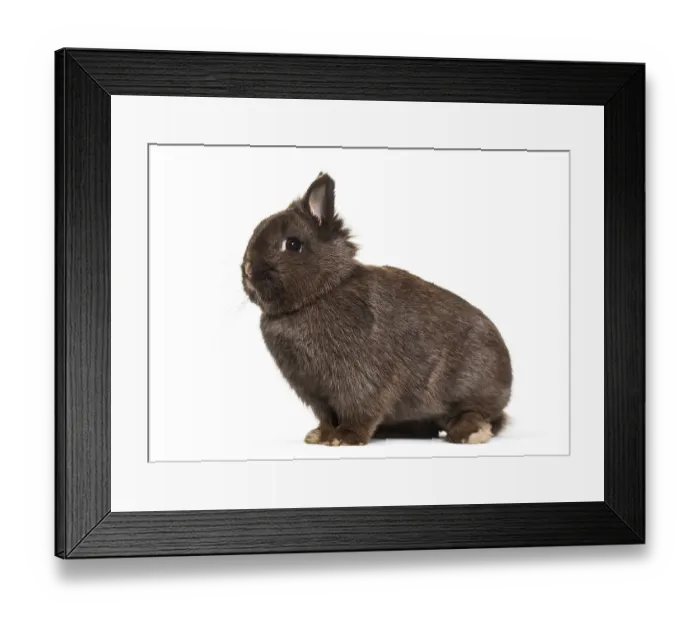 Framed Print : Dwarf rabbit, sitting against white background Framed Print : Dwarf rabbit, sitting against white background