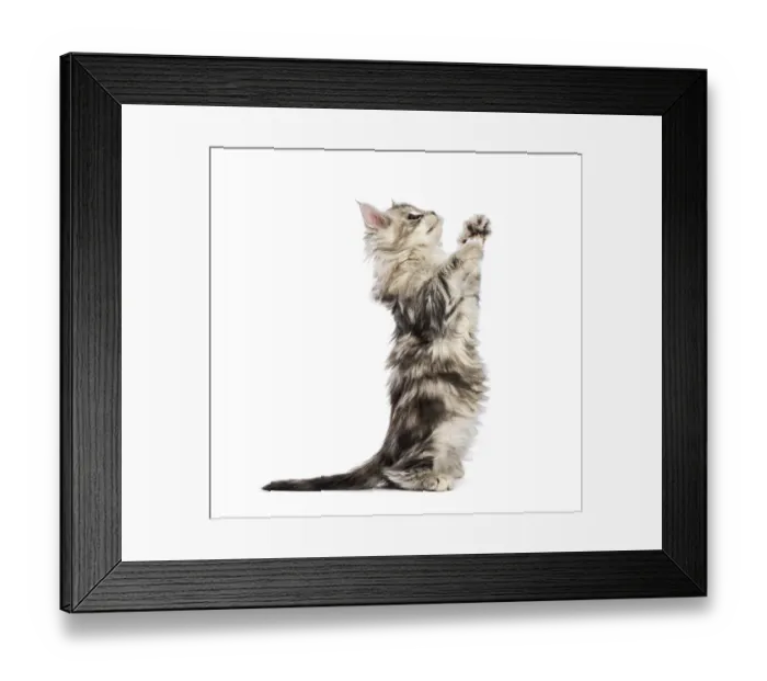 Framed Print : Maine coon kitten, 8 weeks old Framed Print : Maine coon kitten, 8 weeks old