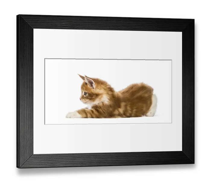 Framed Print : Maine coon kitten, 8 weeks old
