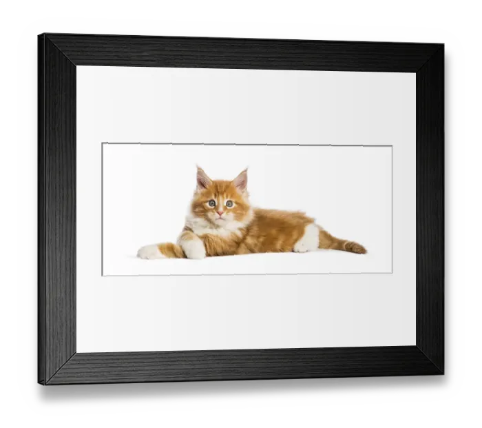 Framed Print : Maine coon kitten, 8 weeks old Framed Print : Maine coon kitten, 8 weeks old