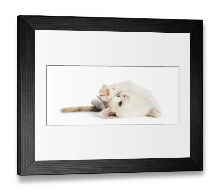 Framed Print : Maine coon kitten, 8 weeks old Framed Print : Maine coon kitten, 8 weeks old