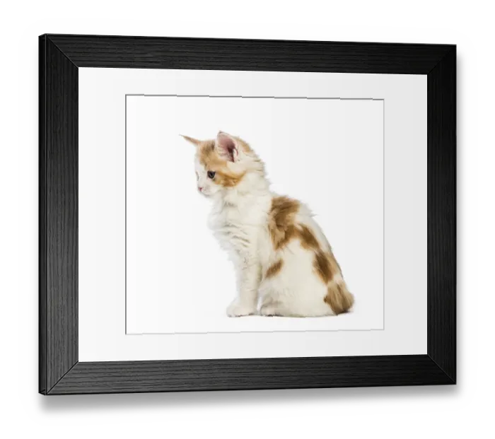 Framed Print : Maine coon kitten, 8 weeks old Framed Print : Maine coon kitten, 8 weeks old