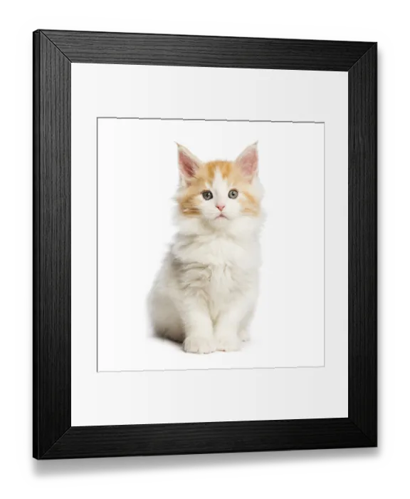 Framed Print : Maine coon kitten, 8 weeks old Framed Print : Maine coon kitten, 8 weeks old