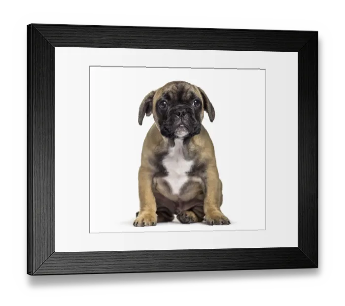Framed Print : French Bulldog, 3 months old, sitting against white background
