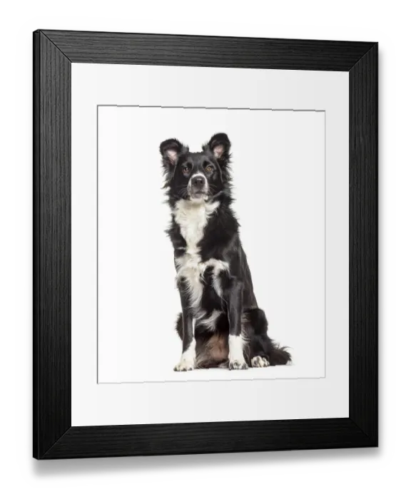Framed Print : Border Collie dog, 1 year old, sitting against white background Framed Print : Border Collie dog, 1 year old, sitting against white background