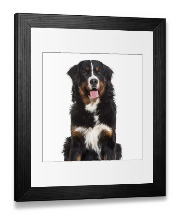 Framed Print : Bernese Mountain Dog, 10 months old