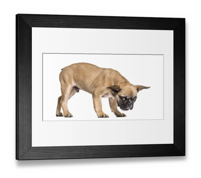 Framed Print : French Bulldog, 5 months old, standing against white background Framed Print : French Bulldog, 5 months old, standing against white background