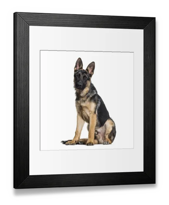 Framed Print : German Shepherd dog looking at camera against white background Framed Print : German Shepherd dog looking at camera against white background