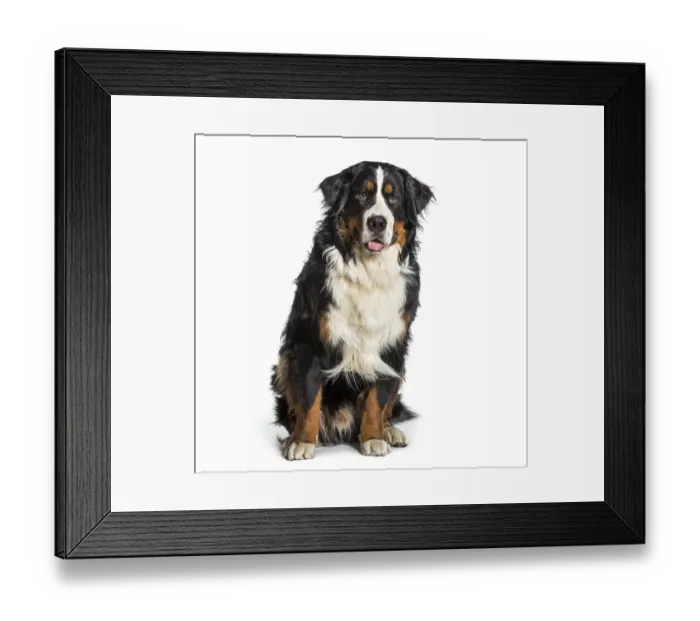 Framed Print : Bernese mountain dog panting against white background