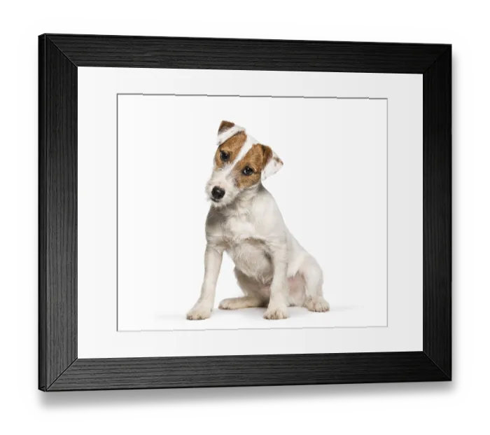 Framed Print : Jack Russell Terrier puppy sitting against white background