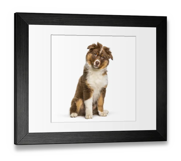 Framed Print : Australian Shepherd dog sitting against white background