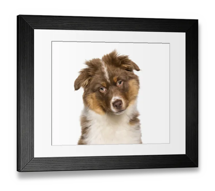 Framed Print : Australian Shepherd puppy portrait against white background Framed Print : Australian Shepherd puppy portrait against white background