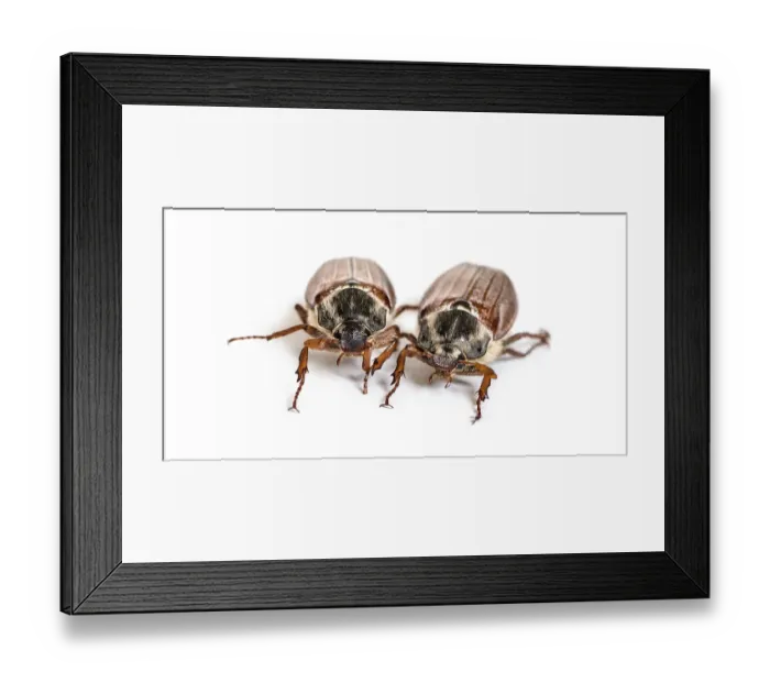 Framed Print : Summer chafer or European june beetle