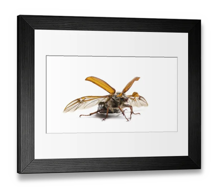 Framed Print : Summer chafer or European june beetle Framed Print : Summer chafer or European june beetle