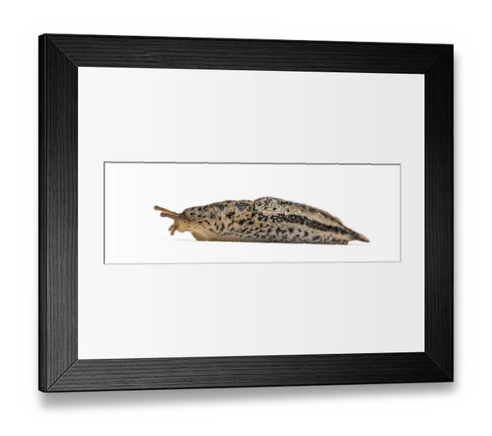 Framed Print : Limax maximus, literally, biggest slug