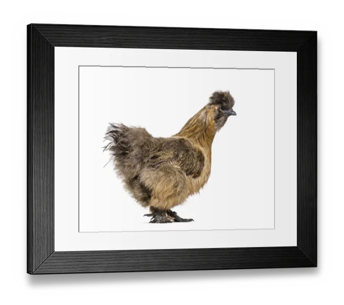 Framed Print : Silkie, sometimes spelled Silky