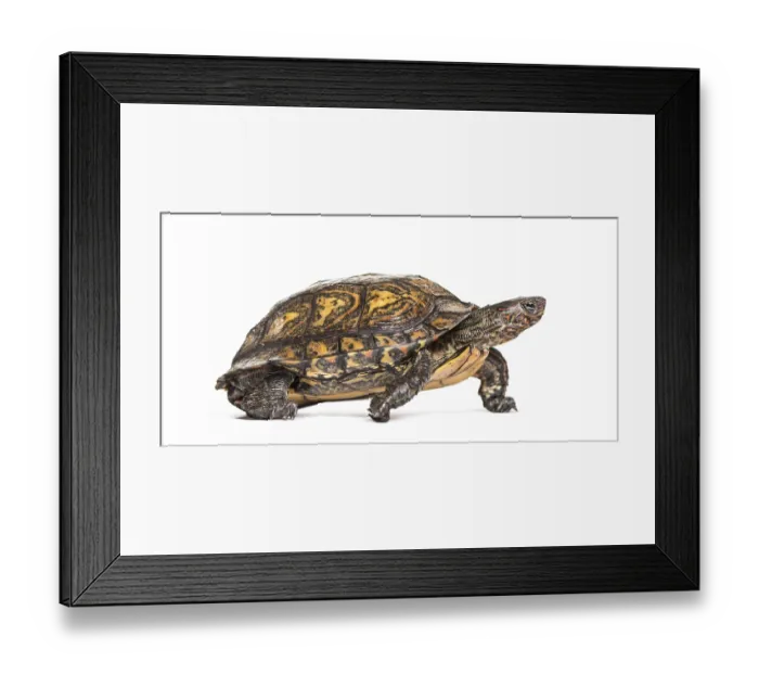 Framed Print : Ornate or painted wood turtle, Rhinoclemmys pulcherrima Framed Print : Ornate or painted wood turtle, Rhinoclemmys pulcherrima