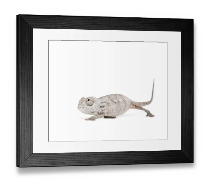 Framed Print : Young veiled chameleon, Chamaeleo calyptratus Framed Print : Young veiled chameleon, Chamaeleo calyptratus