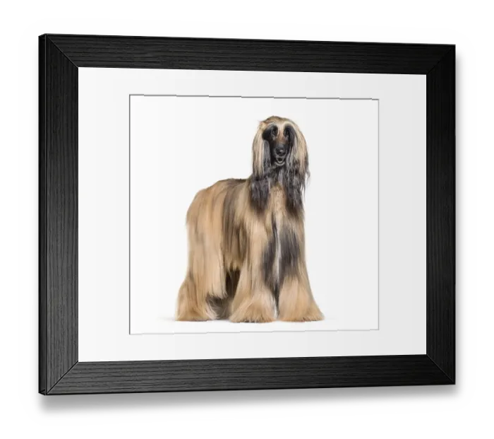 Framed Print : Afghan hound standing against white background