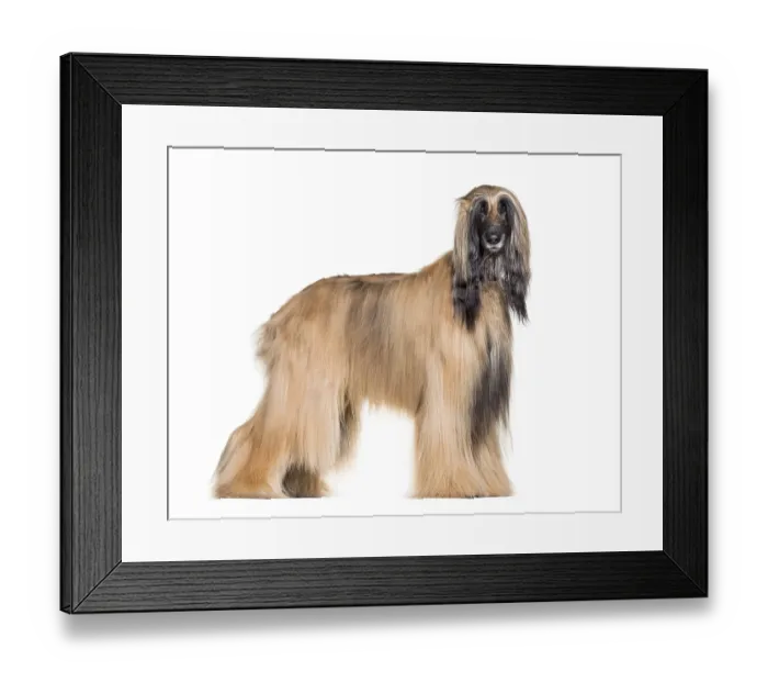 Framed Print : Afghan hound standing against white background Framed Print : Afghan hound standing against white background