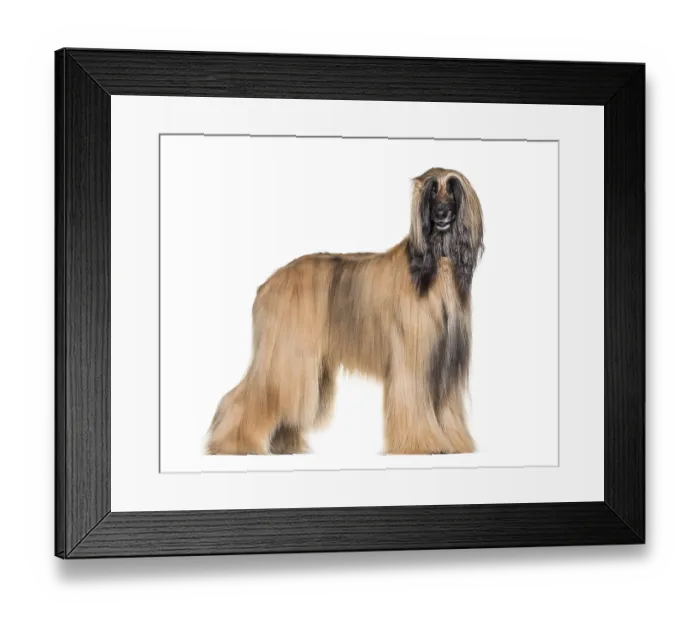 Framed Print : Afghan hound standing against white background Framed Print : Afghan hound standing against white background