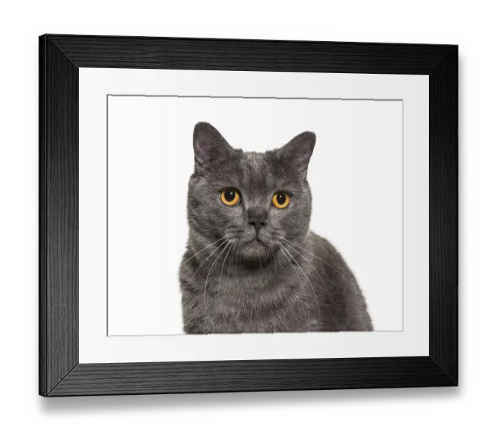 Framed Print : British Shorthair, 4 years old