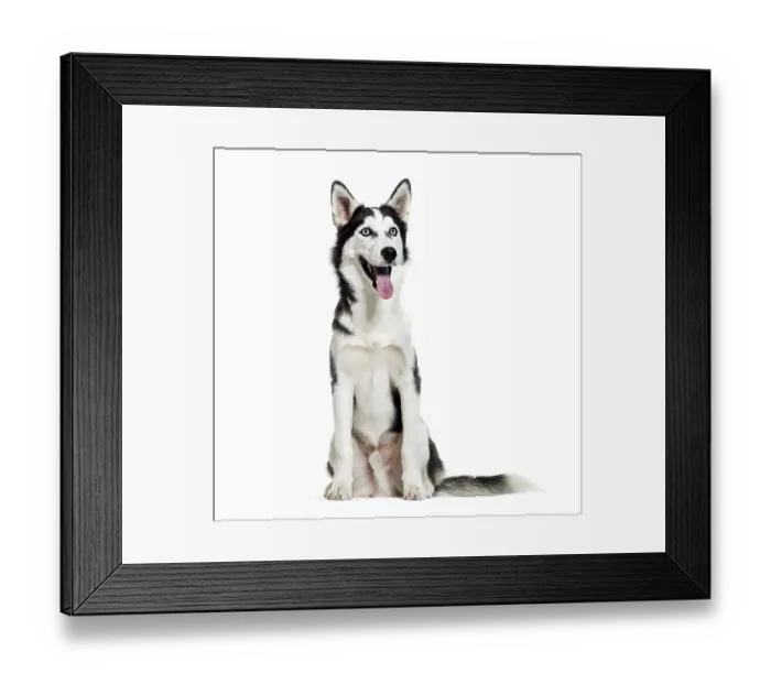 Framed Print : Siberian Husky, 6 months old, sitting in front of white background