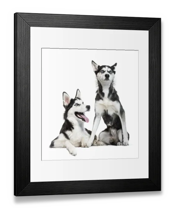 Framed Print : Siberian Husky sitting in front of white background