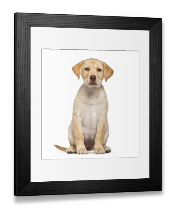 Framed Print : Labrador Retriever, 2 months old Framed Print : Labrador Retriever, 2 months old