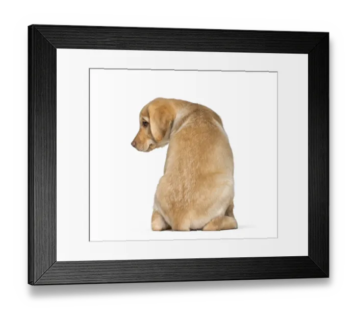 Framed Print : Labrador Retriever, 2 months old Framed Print : Labrador Retriever, 2 months old