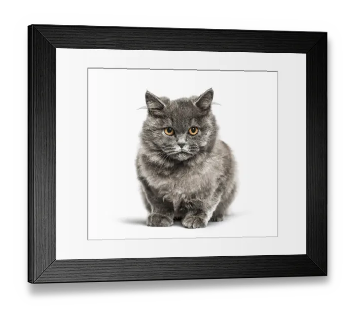 Framed Print : British shorthair, 5 months old