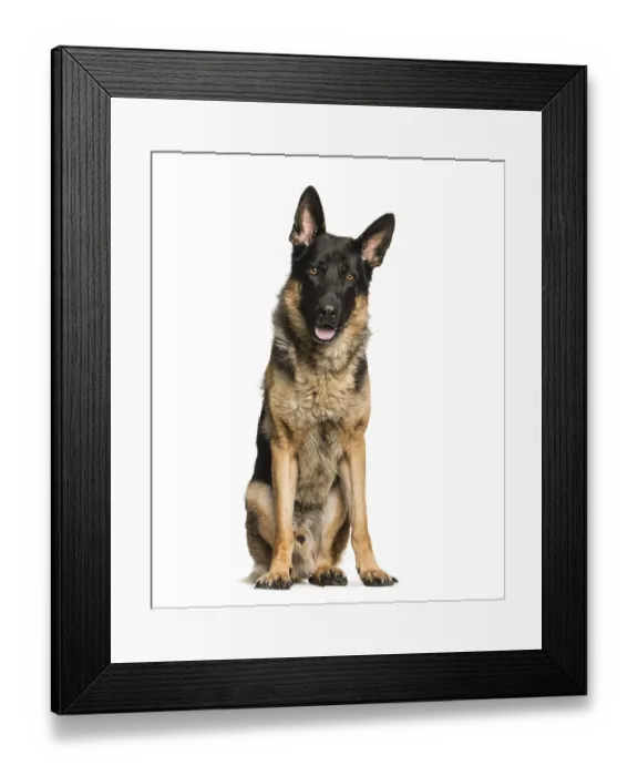 Framed Print : German Shepherd, 4 years old, sitting in front of white background Framed Print : German Shepherd, 4 years old, sitting in front of white background
