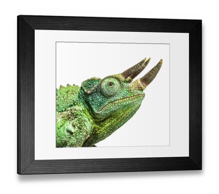 Framed Print : Close-up on a head of a Jackson's horned chameleon Framed Print : Close-up on a head of a Jackson's horned chameleon