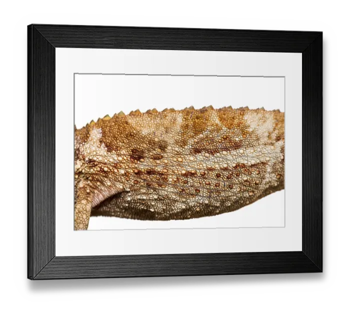 Framed Print : Panther chameleon, Furcifer pardalis Framed Print : Panther chameleon, Furcifer pardalis